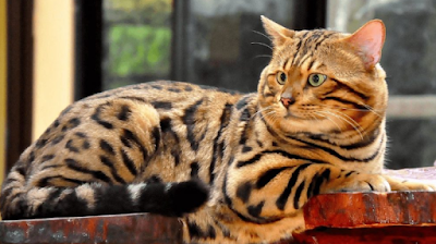 Kucing Bengal