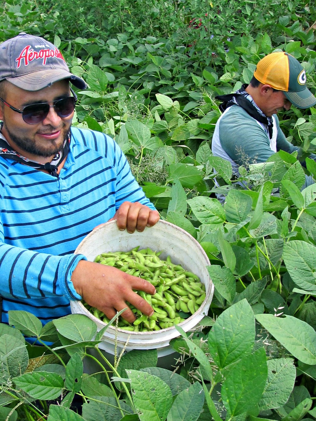 Harmony Valley Farm Vegetable Feature Edamame