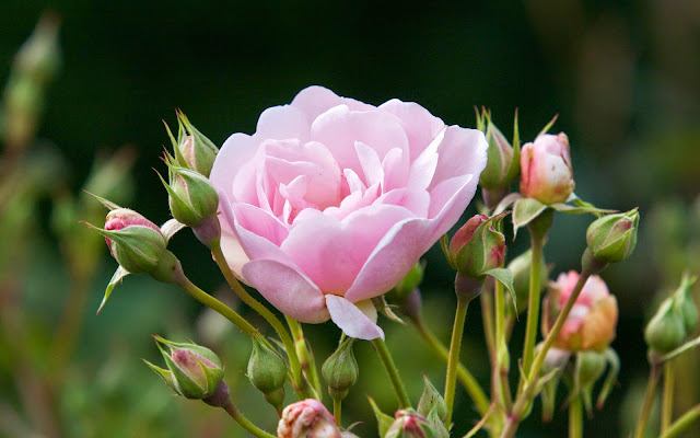 Wallpapers gallery pink rose