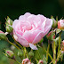 Wallpapers Gallery Pink Rose