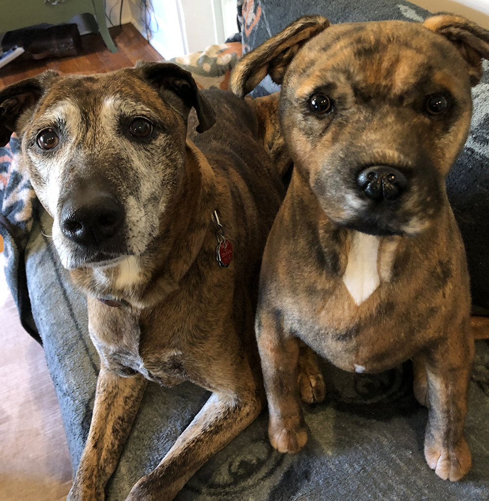 {review} Layla's Cuddle Clone; Ordering Process Closet Fashionista