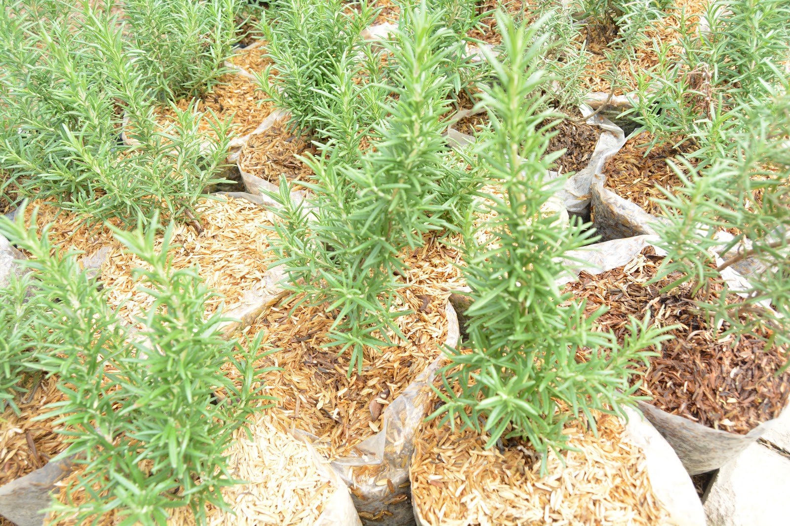 Kebun Botani Digital: Klasifikasi Rosmari