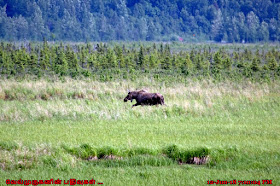 Moose Viewing Area Alaska