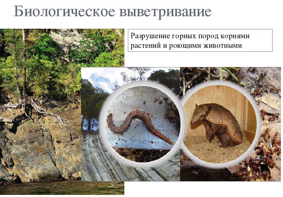 биологический процесс выветривания. биологическое выветривание. органическое выветривание горных пород. биогенное выветривание. биологическоквыветривание.