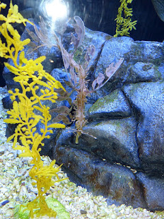 Dragon de mer feuillu - Hippocampe feuille - Phycodurus eques Dragon de mer feuillu - Hippocampe feuille - Phycodurus eques