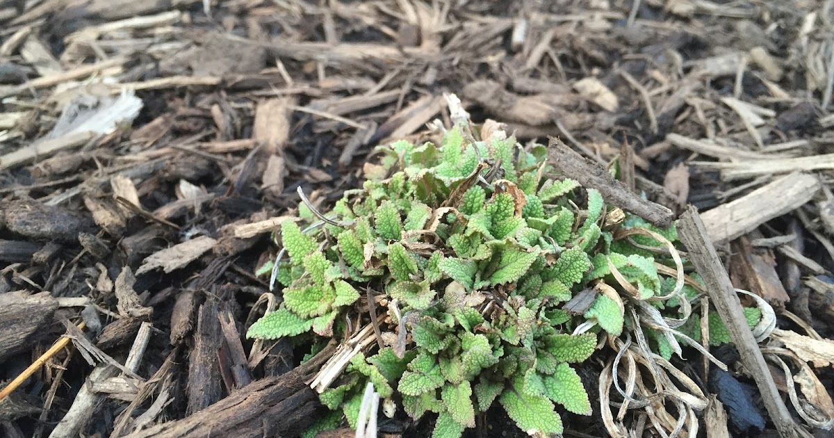 Temp Swings and Restless Plants Ready to Wake Up [Backyard Neophyte