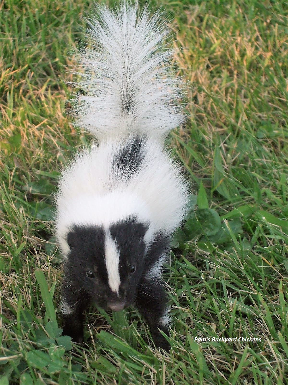 Pam's Backyard Chickens Do Skunks Eat Chickens?