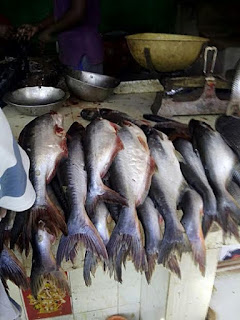 N.SHANMUGAM fish stall TIrupati