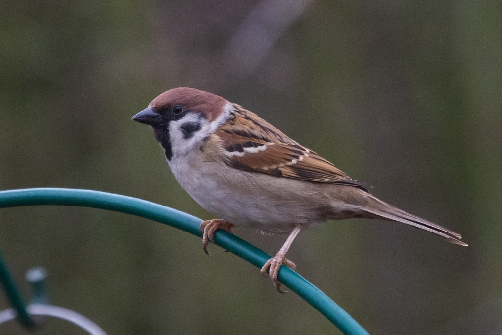 Birds and Their Habitats Session 7 Fieldtrip to RSPB Fairburn Ings