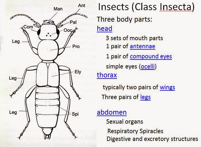 Arizona: Beetles, Bugs, Birds and more: Insects of Cochise County for