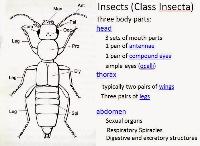 arizona-beetles-bugs-birds-and-more-september-2014