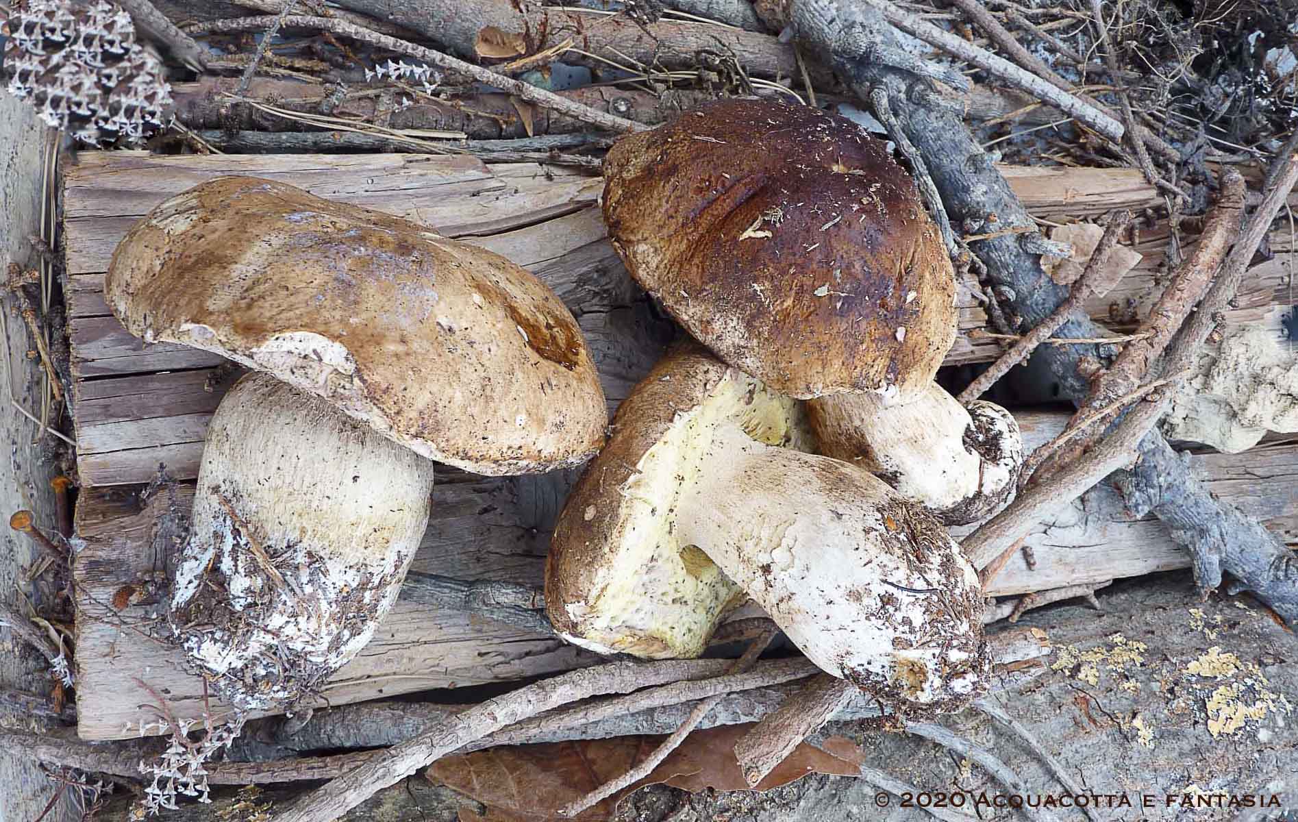 Cappelle di funghi porcini al forno