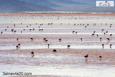 بحيرة اللاجون الأحمر بوليفيا- laguna colorada -أمريكا الجنوبية
