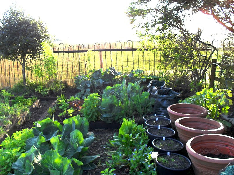 Ideas for Gardening on a Budget - Lovely Greens Ideas for Gardening on a Budget - Lovely Greens on Garden Design Ideas On A Budget
id=55499