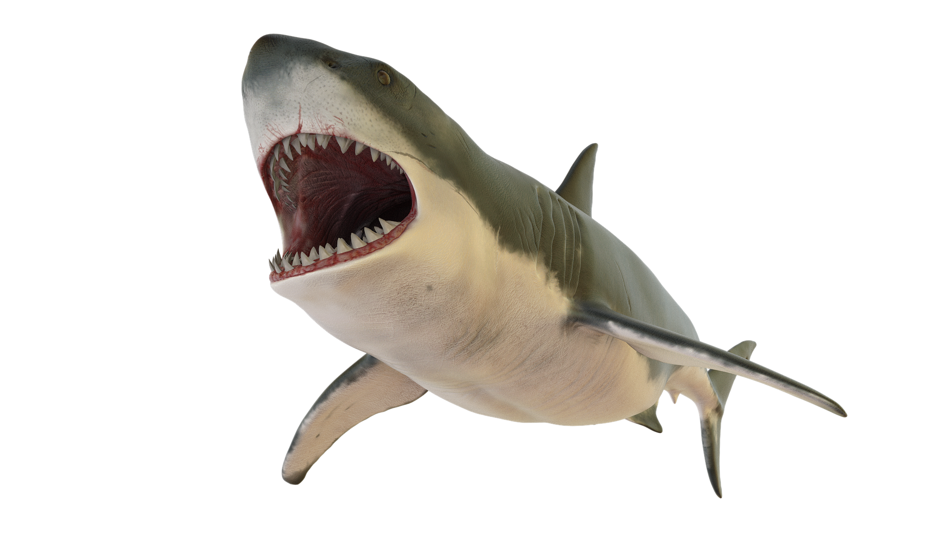 15 Shark Transparent Images Shark Transparent Background Images 15-shark-transparent-images-shark-transparent-background-images