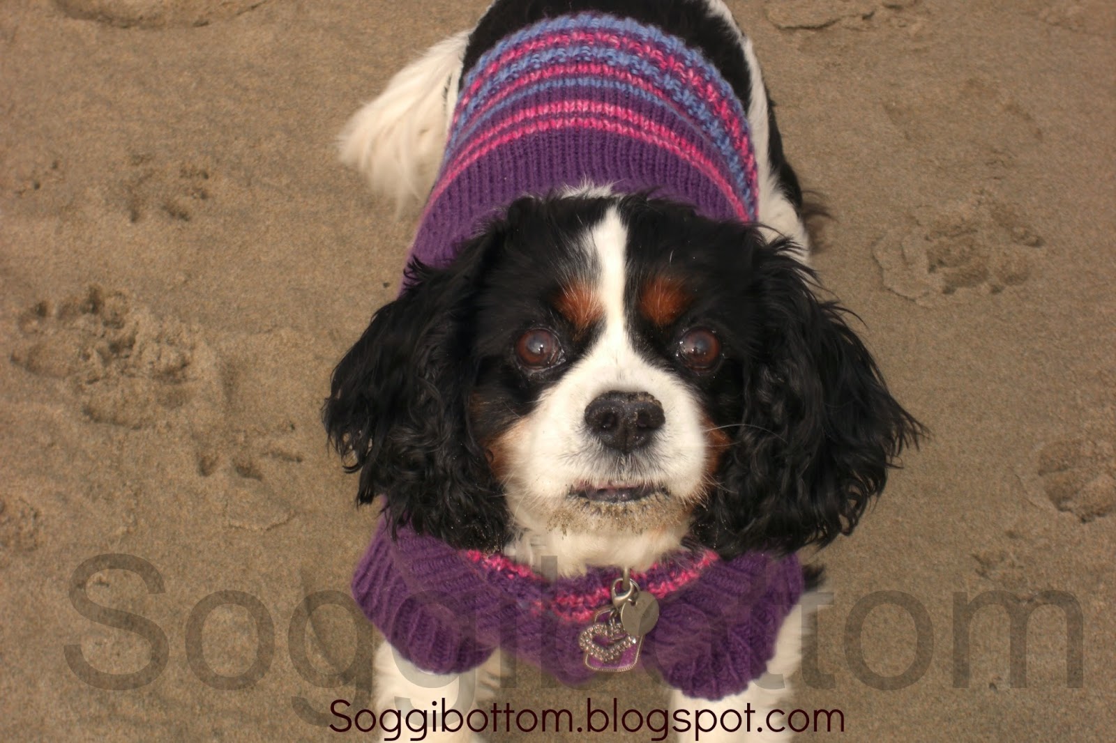 Soggibottom: Free Soggibottom knitted dog sweater pattern