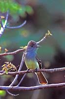 Great crested flycatcher – Sanibel Island, FL – photo by Peter Wallack