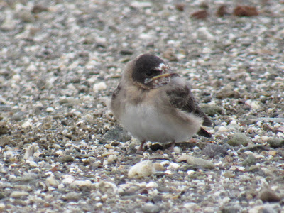 Sacramento National Wildlife Refuge California birding hotspot