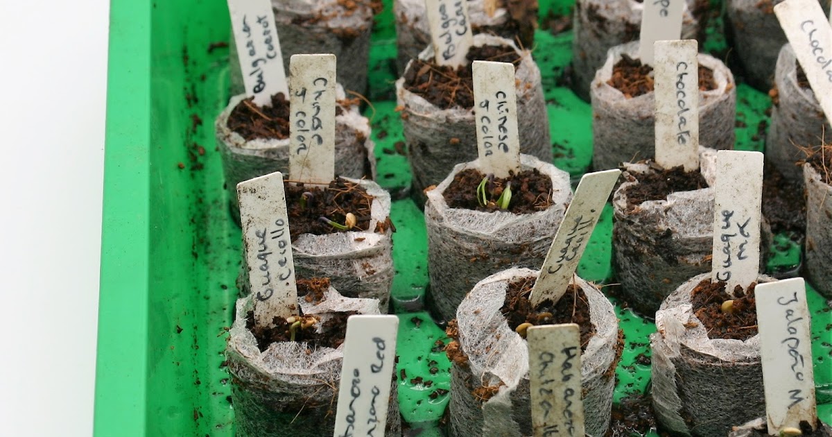 Stadstuinieren met Pit We zijn er weer pepers zaaien.