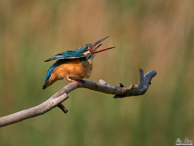 Common Kingfisher Swallowing a Dragonfly