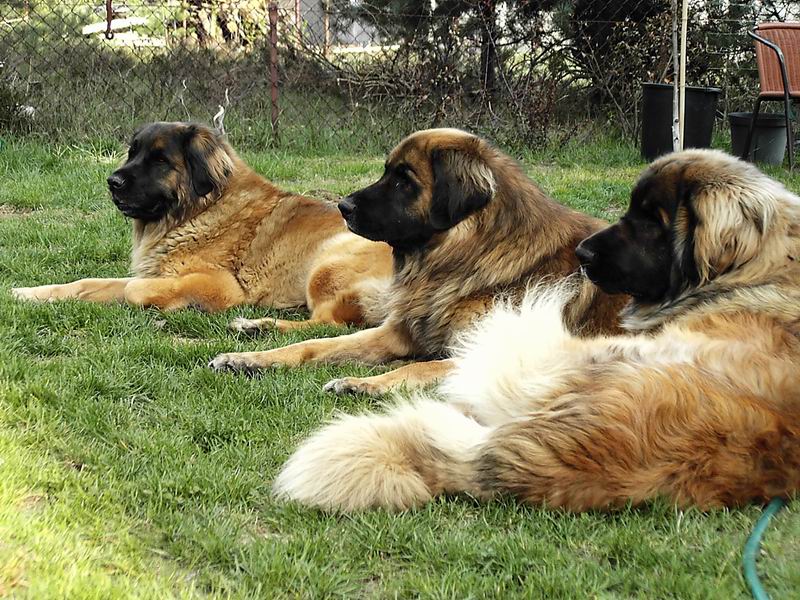 razas de perros: 27-LEONBERGER