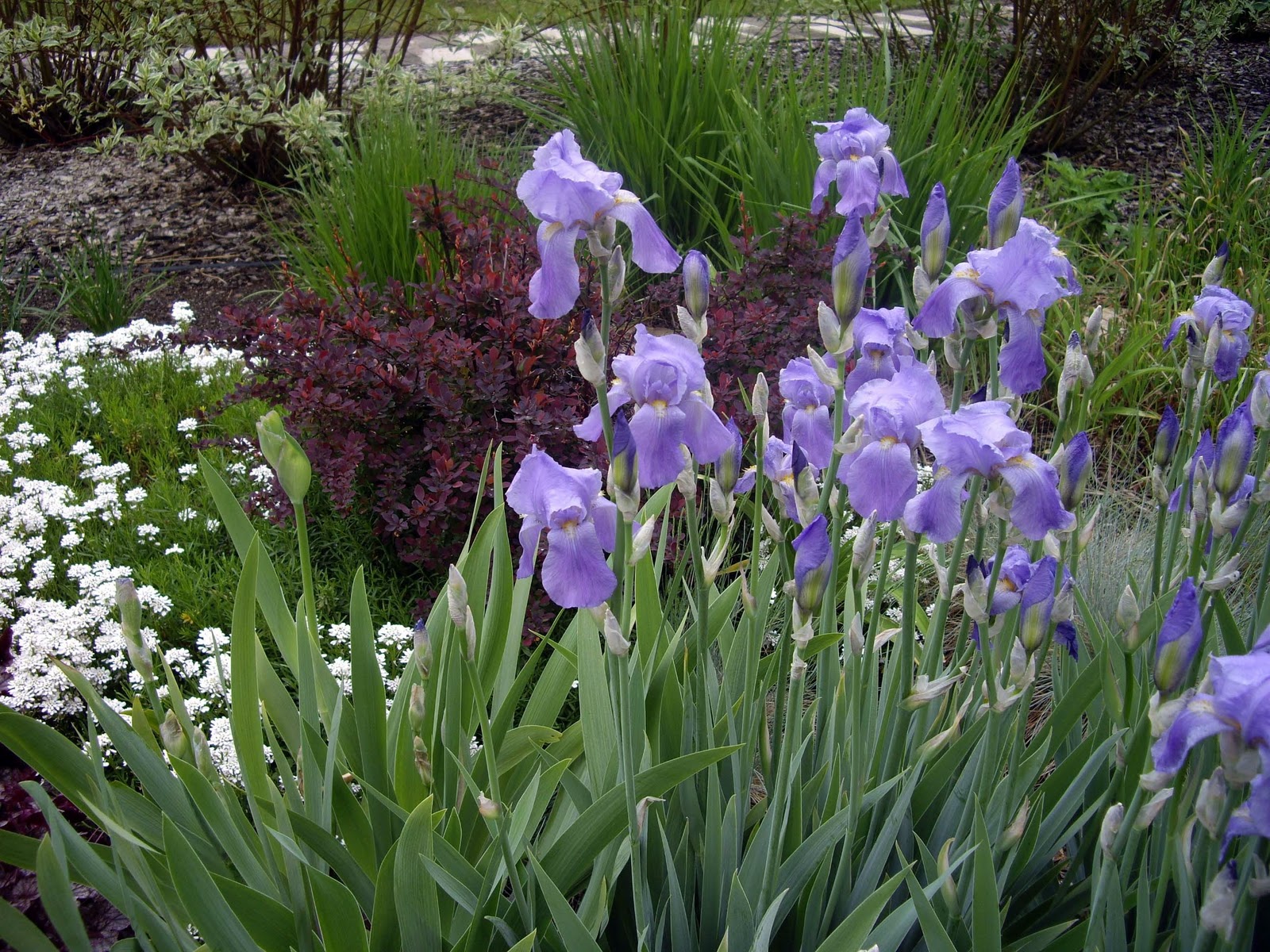 World of Irises Mass Plantings for a Breathtaking Display