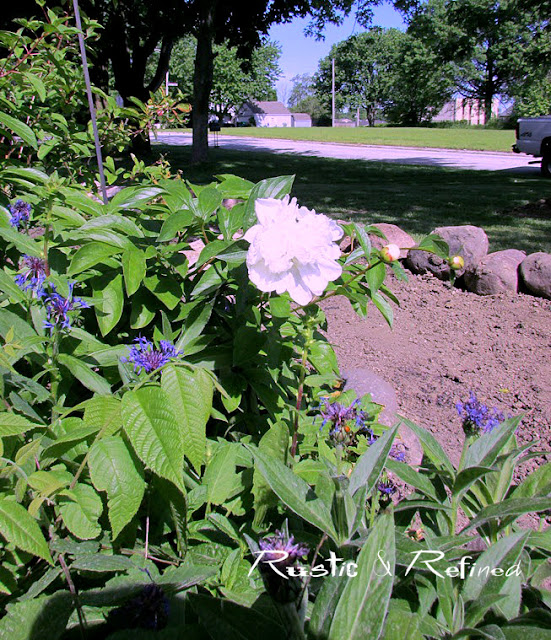 Peony pictures