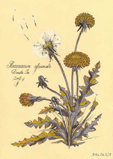Рисунки одуванчиков стилизованные