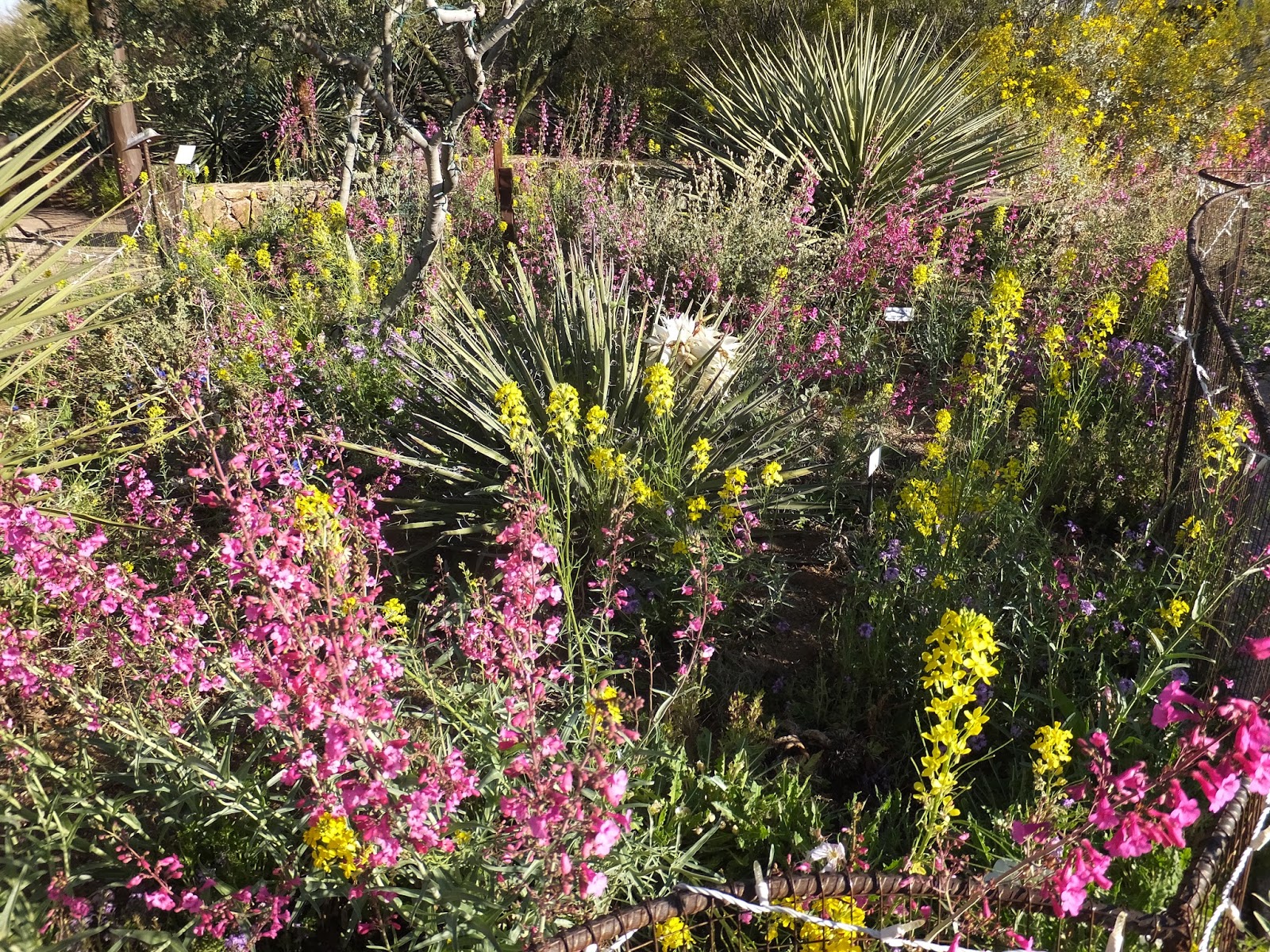KL's Sonoran Nature Journal Springtime Changes at Tohono Chul