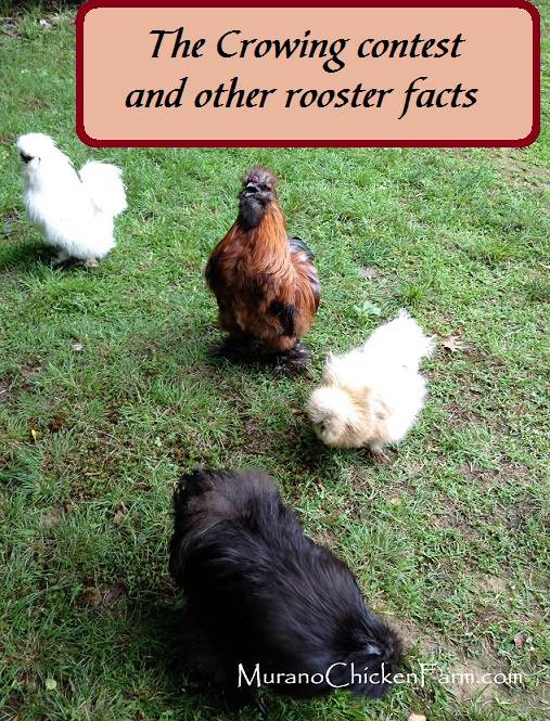 The crowing contest, crowing at night and other facts about roosters