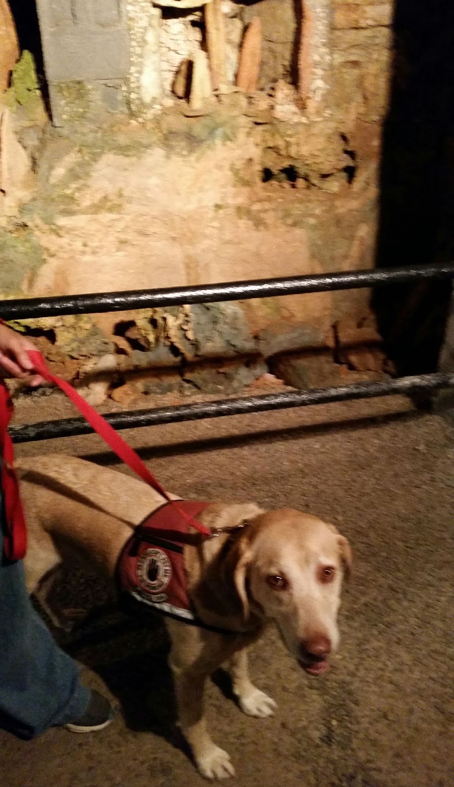 Story of My Service Dog Cave Dog