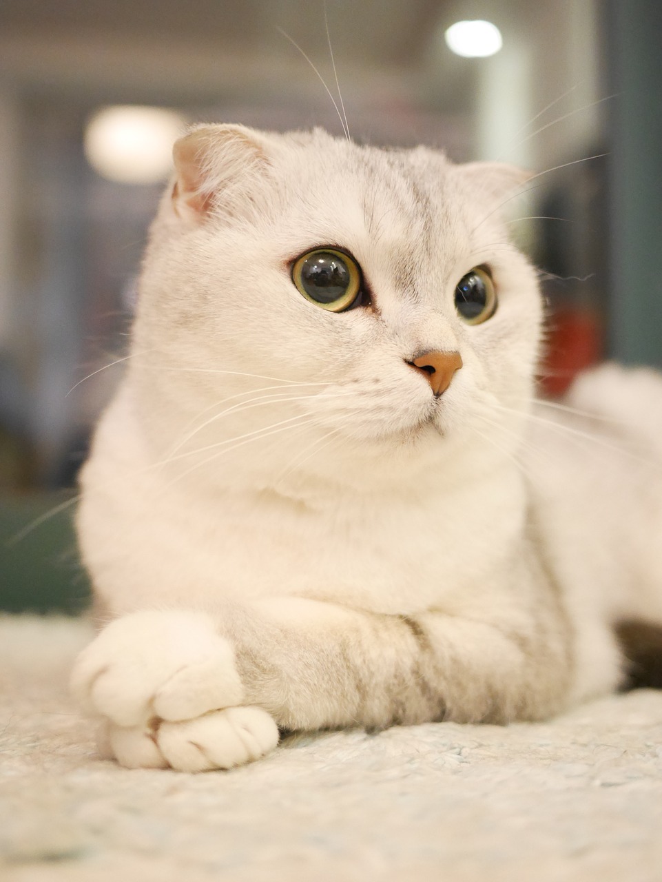 Scottish Fold Felis catus Scottish Fold facts How to take care of
