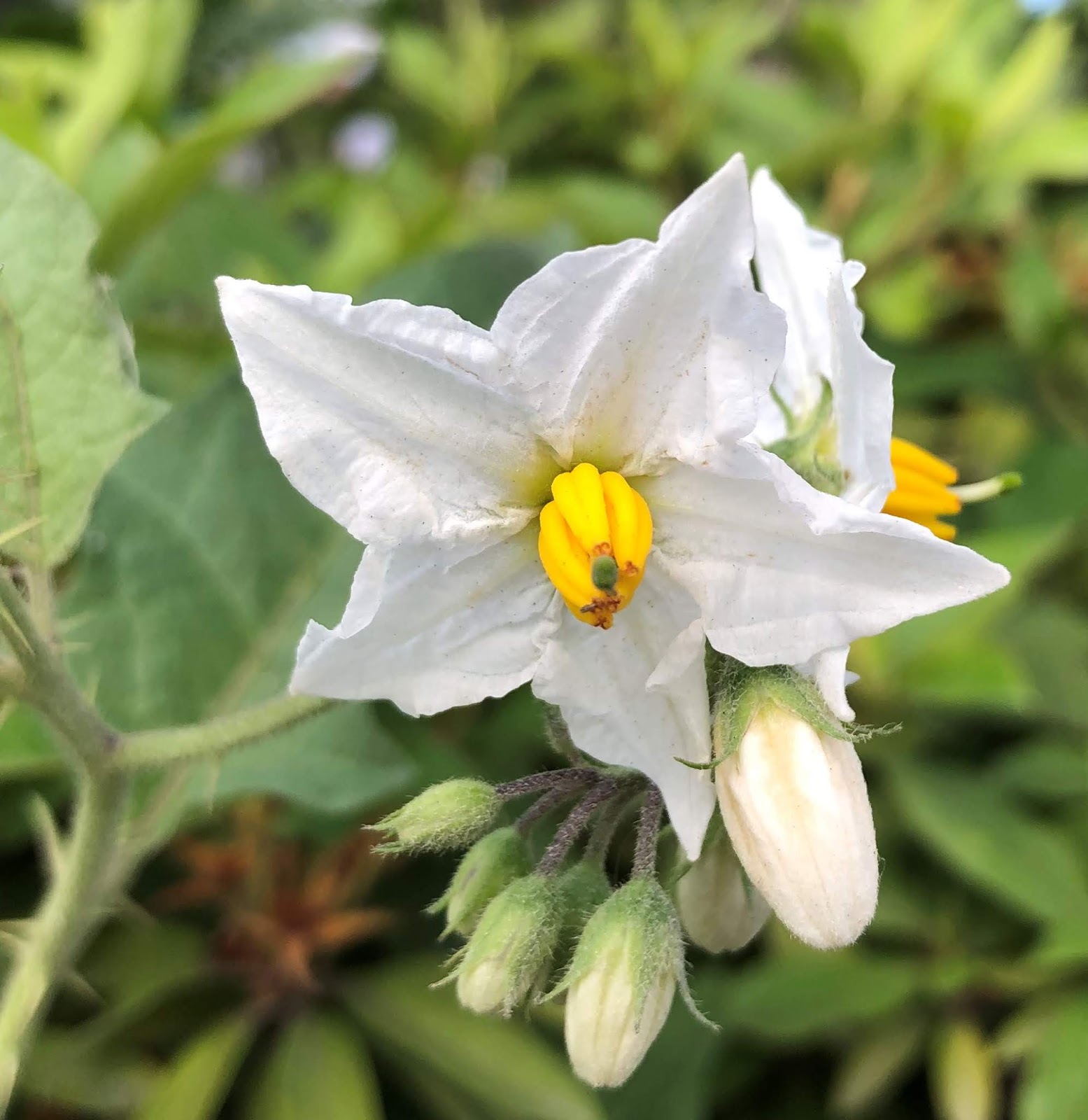 Plants and Flowers in Tokyo by Kei Narujima 東京の草花 なるじまけい What's "Rogue Eggplant"? Radical