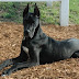 List Of 10 Popular Black Dog Breeds