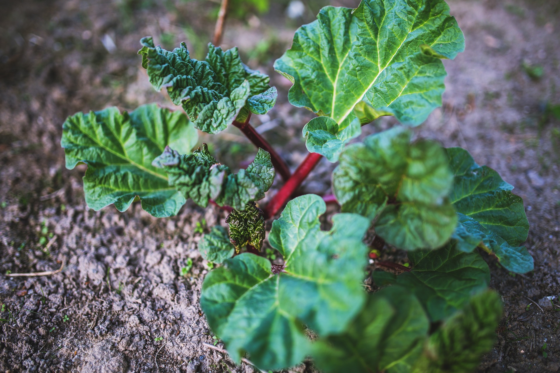 A Beginner’s Guide to Planting Rhubarb