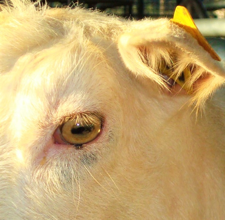 Goat Lovers Cabras Ovelhas Chevres Por Que A Pupila Dos Caprinos E Ovinos E Horizontal