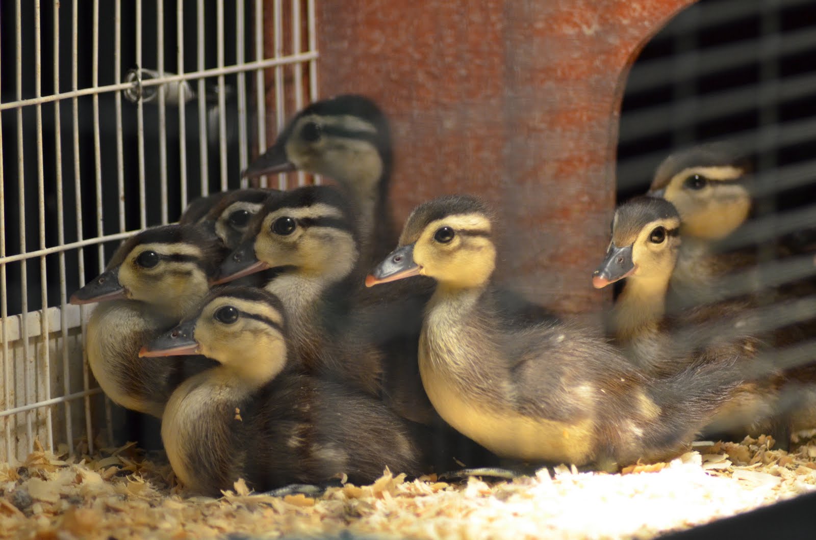 Cakes & Canines: Baby Wood Ducks-10 days old