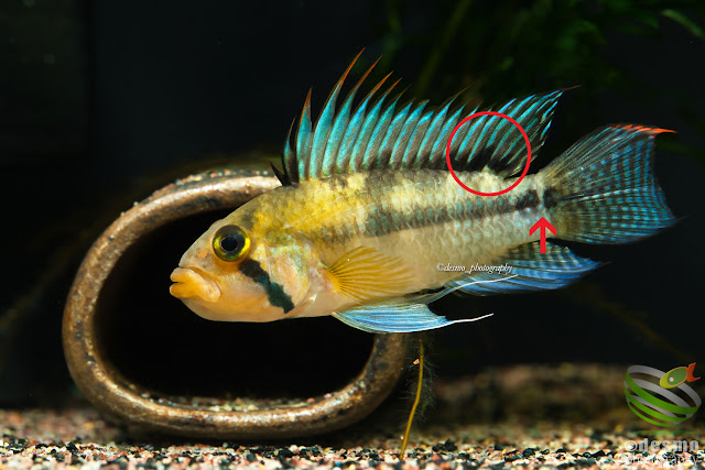 Apistogramma cf. norberti