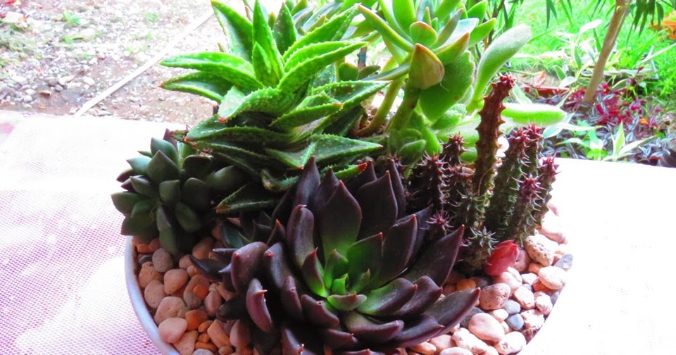 Succulents Cebu and Cactus Collection Cassiel's Succulent World