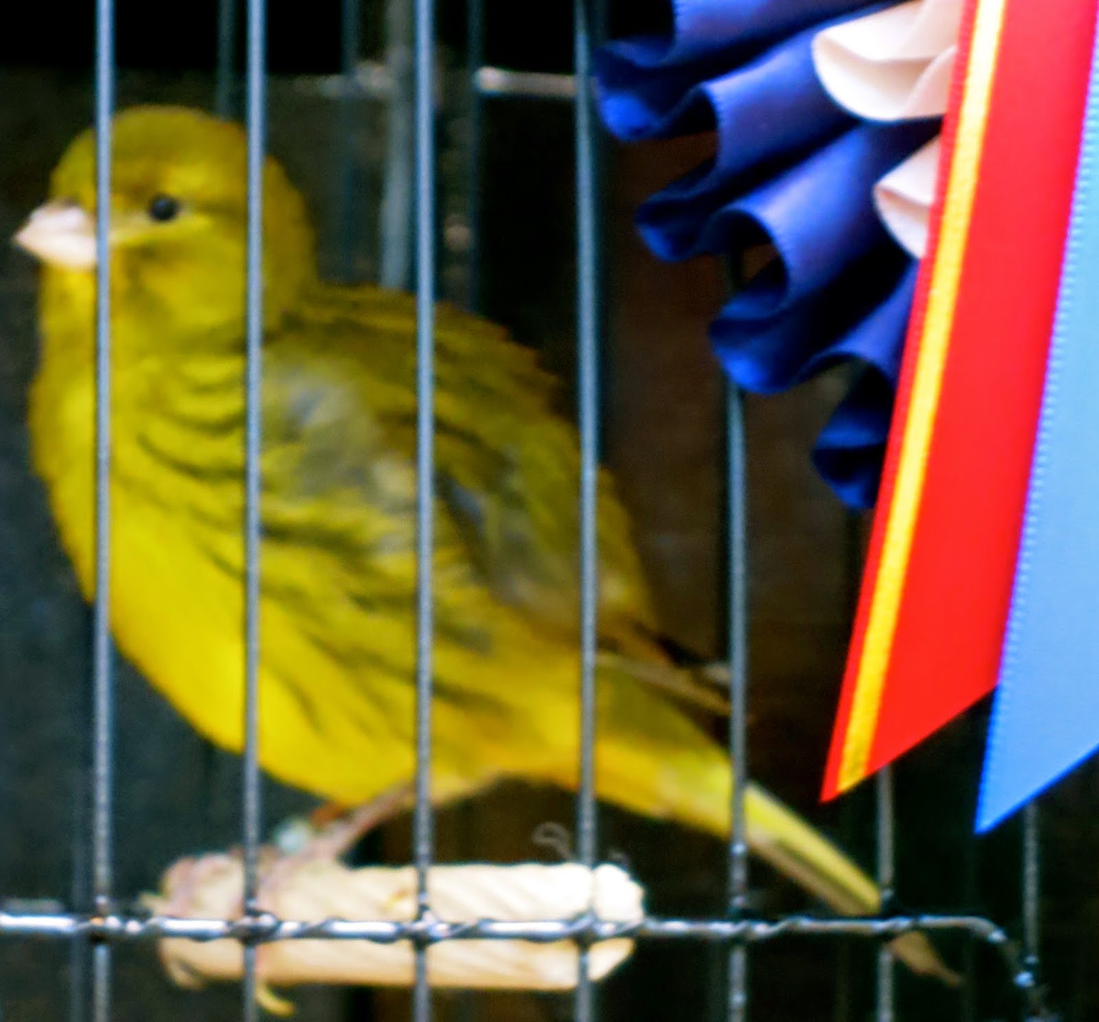 Canary Tales Swords Show Impressive Fifes