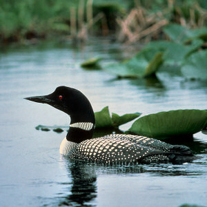 http://1.bp.blogspot.com/-FSNNlyyLTZY/T5V4nnyLCtI/AAAAAAAALC0/ifSlvEbajHU/s1600/mn_common_loon5.jpeg