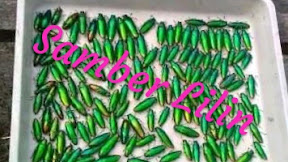 [TARJIB] Susuk Samber Lilin Mengunakan Kumbang Warna Biru Terang Yang Indah