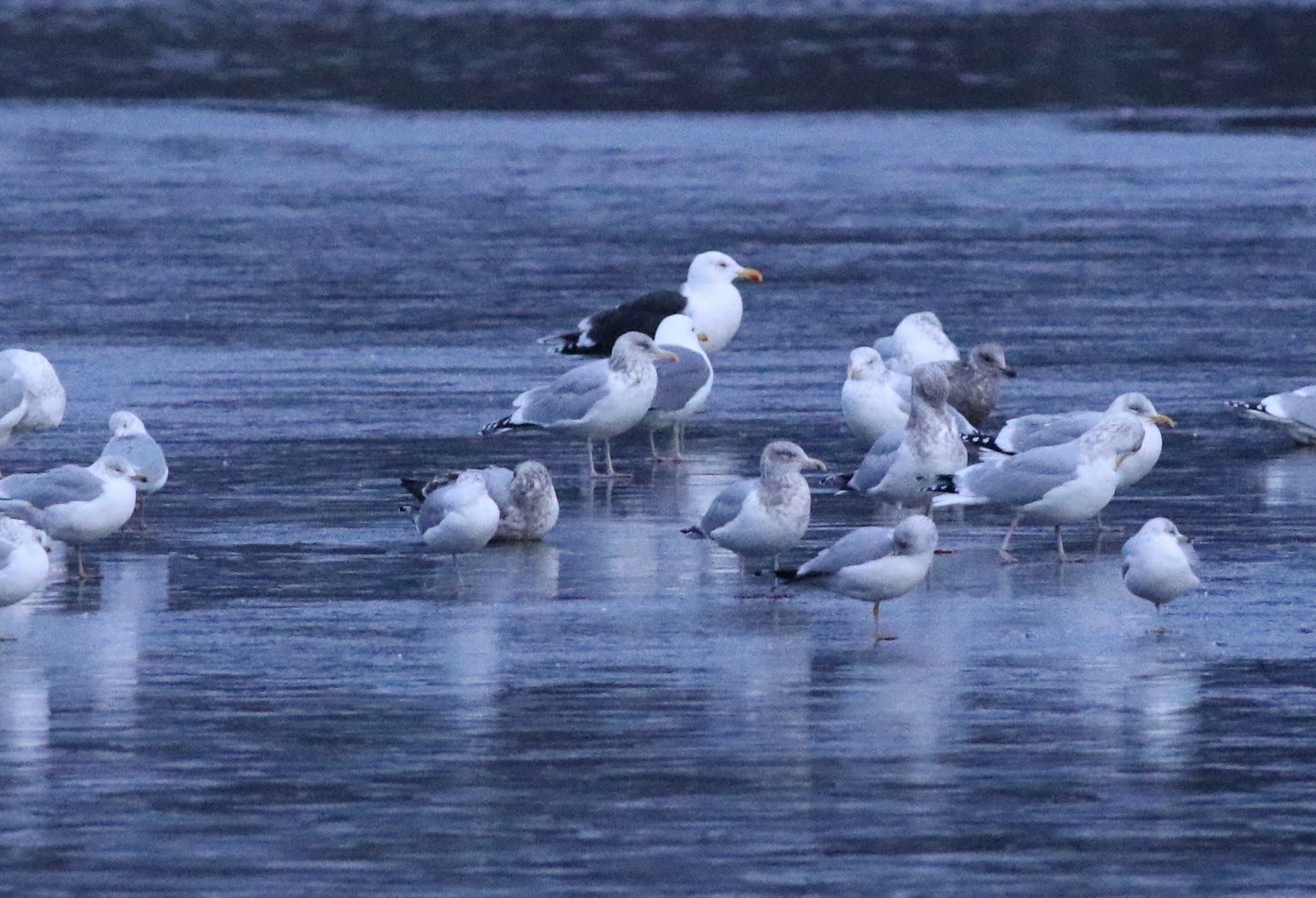Pioneer Birding MA hybrid Great Blackbacked x Herring Gull