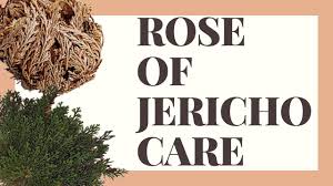How to Care for Rose of Jericho