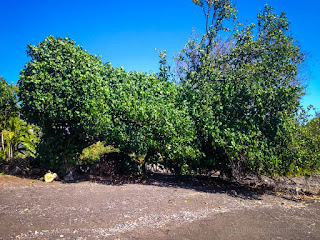 Natural Environment Shade Trees Of Tropical Beach In The Dry Season On A Sunny Day At The Village Umeanyar North Bali Indonesia