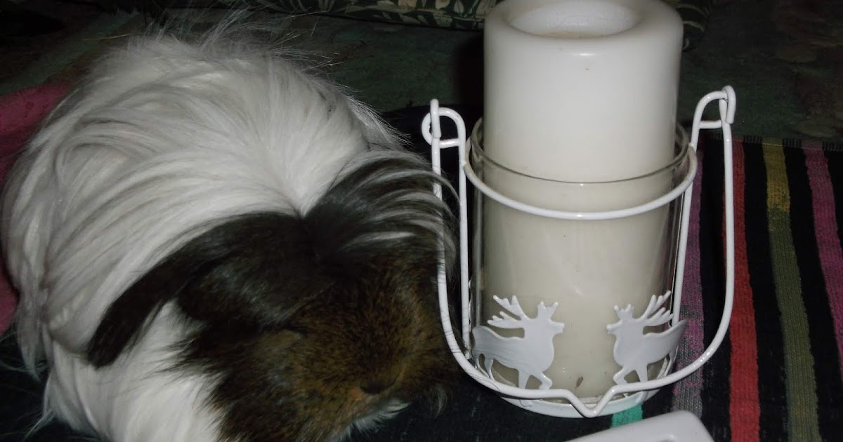 Undercover Guinea Pigs Candle Lighting Day 2020