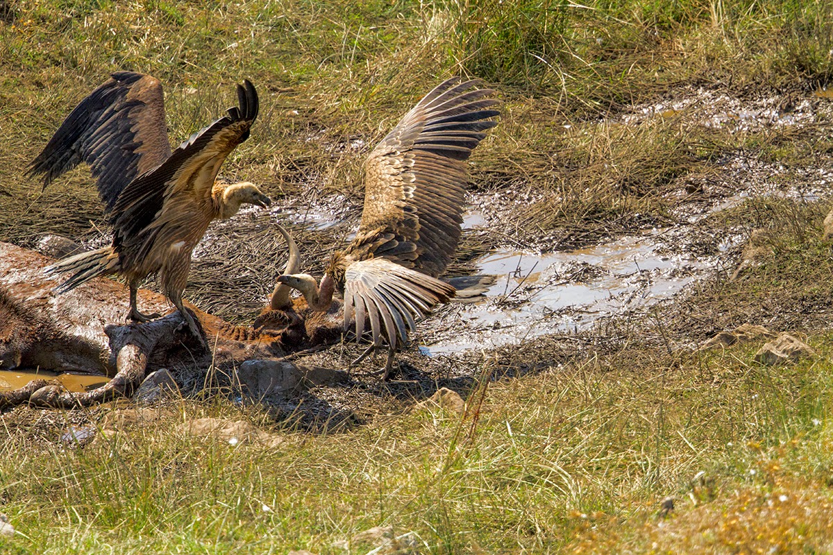 Rüppell's Vulture Sightings in Europe | Focusing on Wildlife