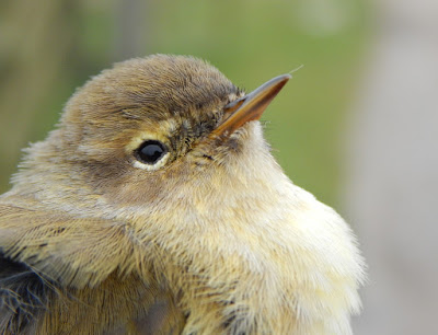 Chiffchaff at High Batts Chiffchaff