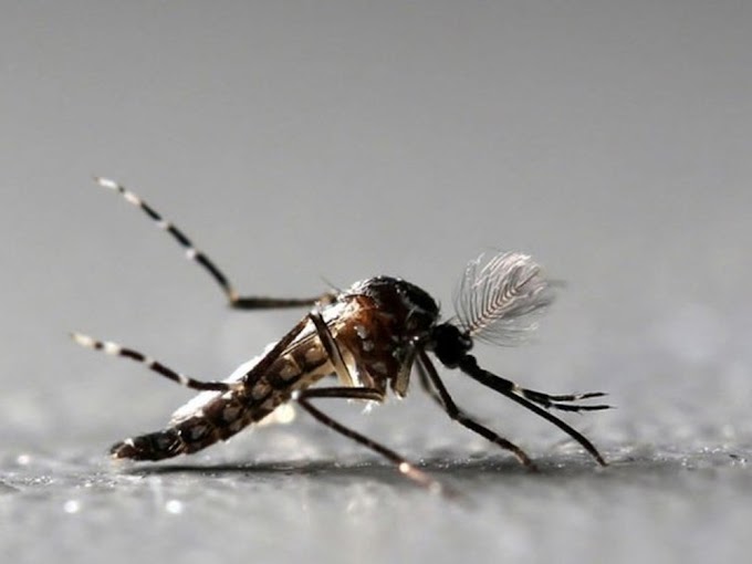 Zika que chegou ao Brasil veio provavelmente do Haiti