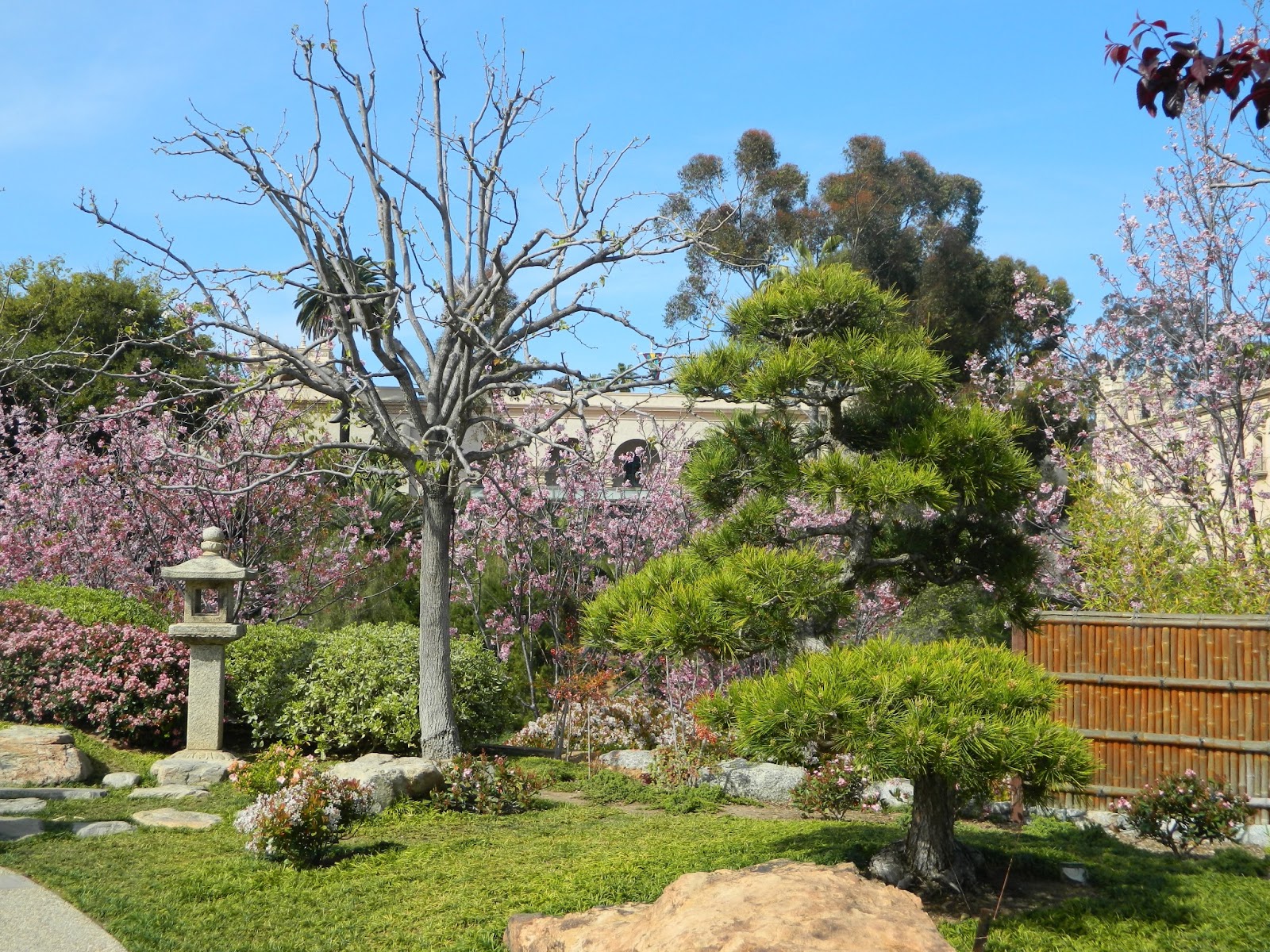 Gardenenvy Japanese Friendship Garden In San Diego Is Blooming